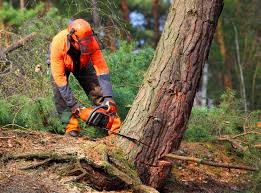 Best Arborist Consultation Services  in Spring Valley, NV