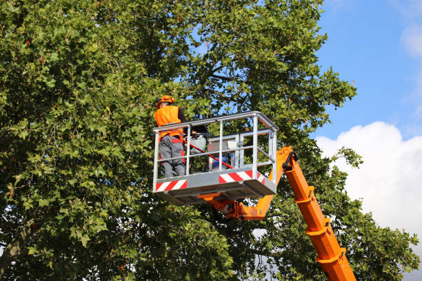 Why Choose Our Tree Removal Services in Spring Valley, NV?