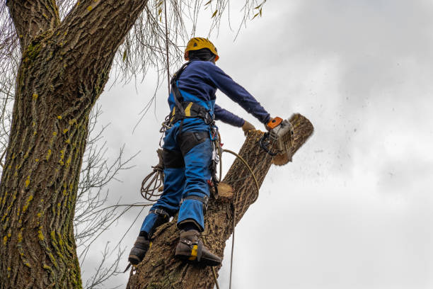 Best Stump Grinding and Removal  in Spring Valley, NV