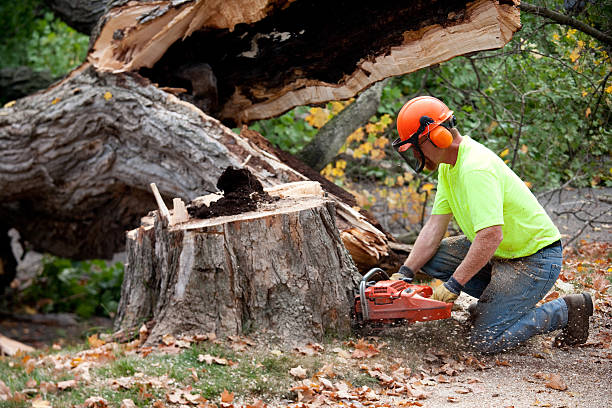 Best Leaf Removal  in Spring Valley, NV