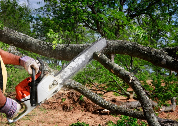 Spring Valley, NV  Tree Services Company