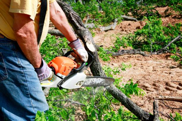 Best Seasonal Cleanup (Spring/Fall)  in Spring Valley, NV